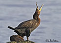 Phalacrocorax auritus